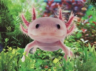 Obrázek z Prostírání 3D 30x40 cm - axolotl (10) 
